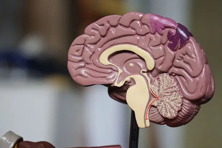 A model of a human brain in a laboratory.